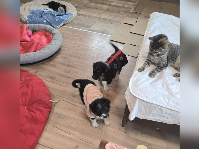 Frieda- sucht ihre Familie für immer!