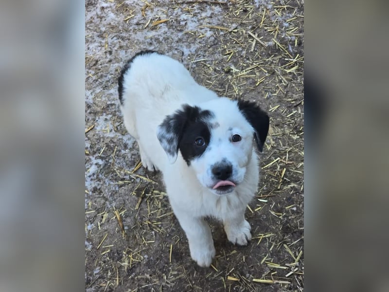 Yeti- wunderschöner Rüde sucht seine Familie für immer
