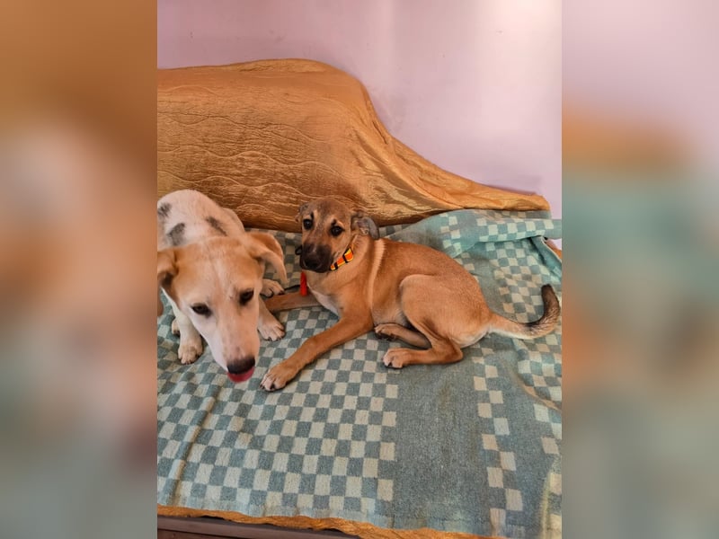 Cooper sucht sein Zuhause