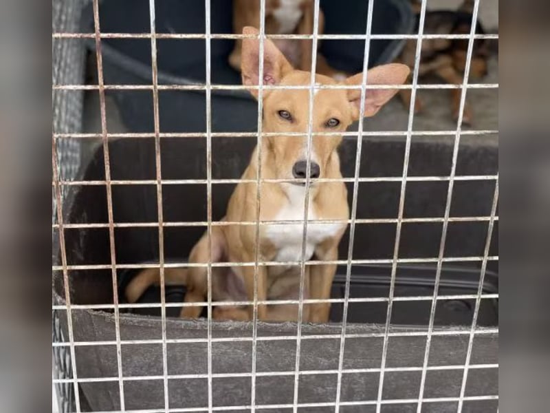 Mateo sucht sicheres und warmes Körbchen!