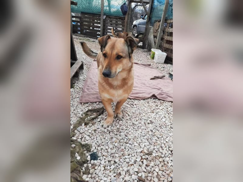Anna- Sanfte Seele sucht ruhiges Zuhause!