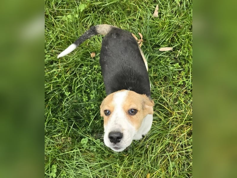 Dala- ist bereit ihr für immer zuhause zu finden