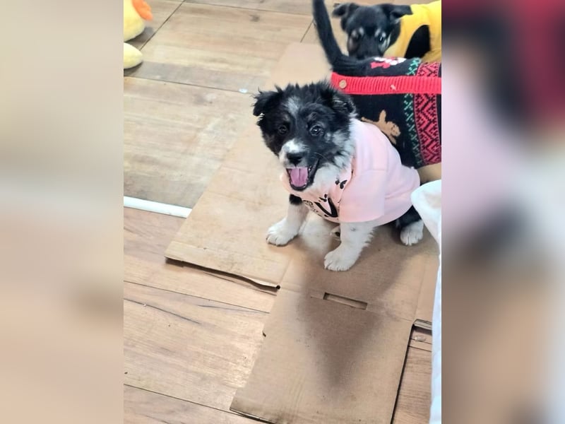 Frieda- sucht ihre Familie für immer!