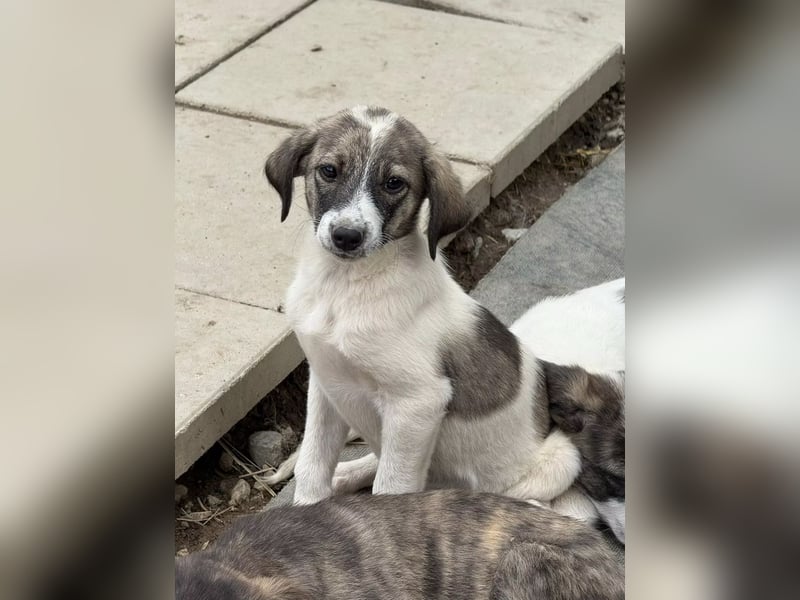 Luna- wartet auf ihr Ticket ins neue Leben. Luna- wartet auf ihr Ticket ins neue Leben.