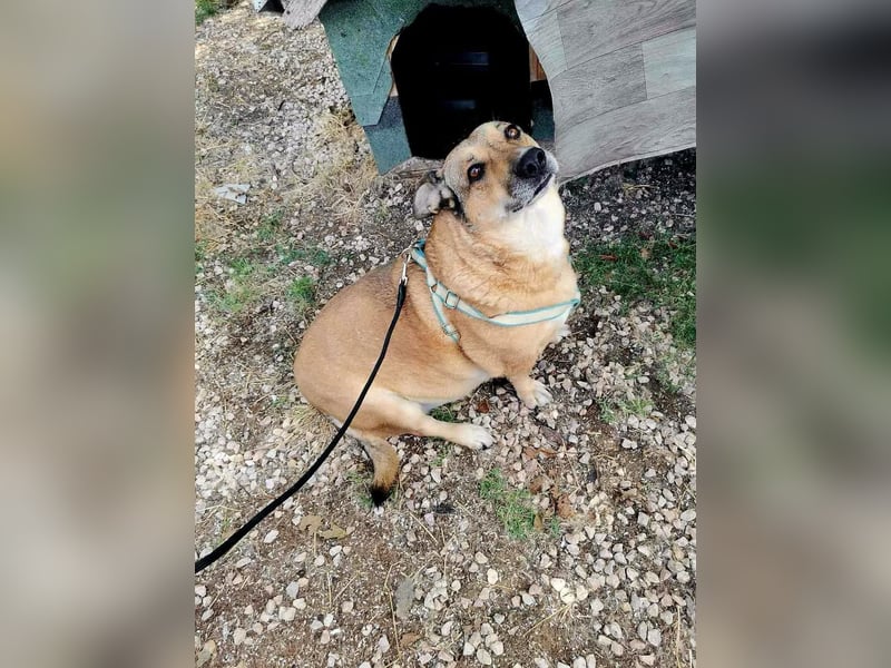 Anna- Sanfte Seele sucht ruhiges Zuhause! Anna- Sanfte Seele sucht ruhiges Zuhause!