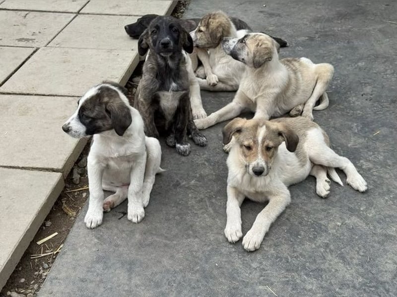 Cosmo- ist bereit seine Koffer zu packen