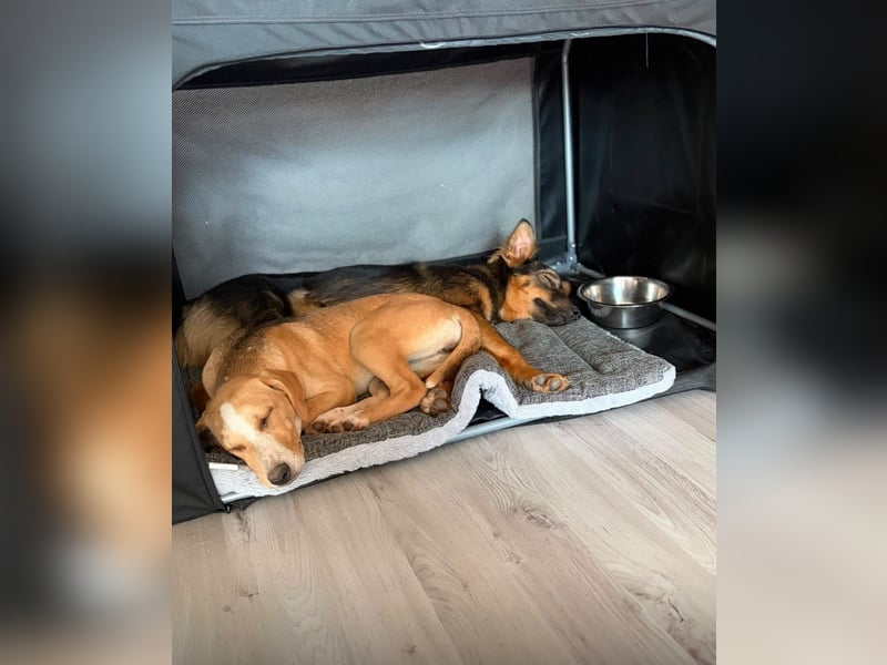 Smilla sucht ihr "Für-immer-Zuhause"