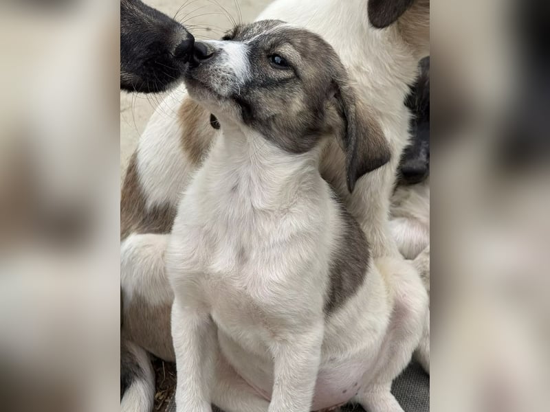 Luna- wartet auf ihr Ticket ins neue Leben. Luna- wartet auf ihr Ticket ins neue Leben.