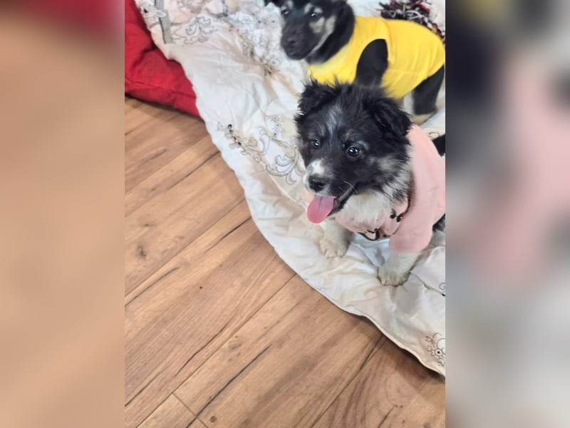 Frieda- sucht ihre Familie für immer!