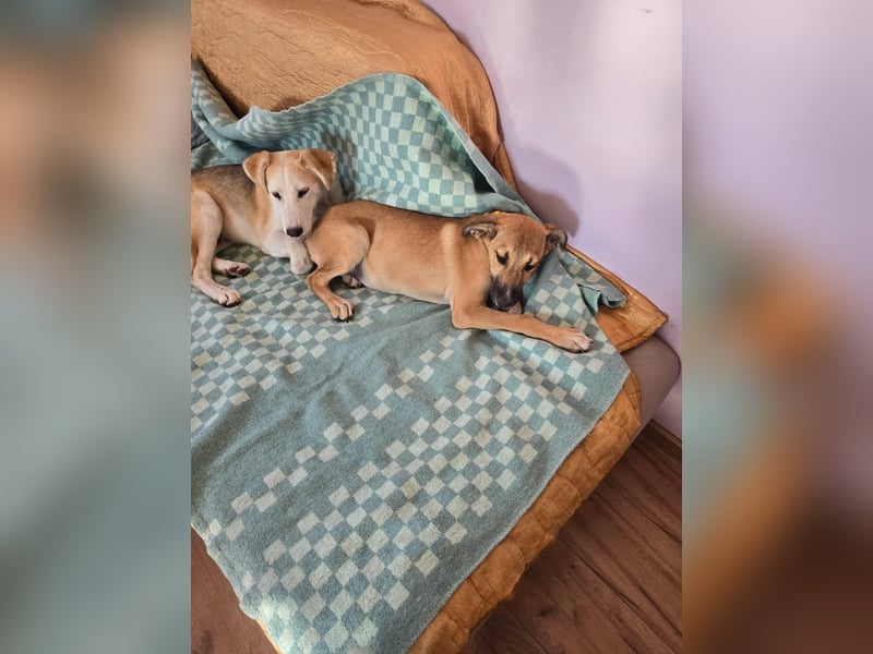 Cooper sucht sein Zuhause