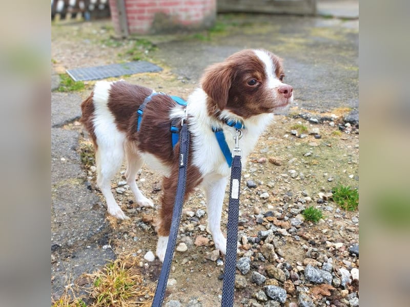 Tala - ist schüchtern