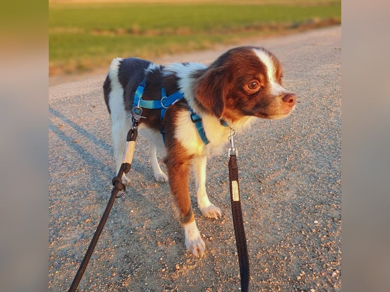 Tala - ist schüchtern