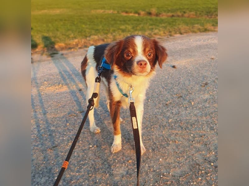 Tala - ist schüchtern