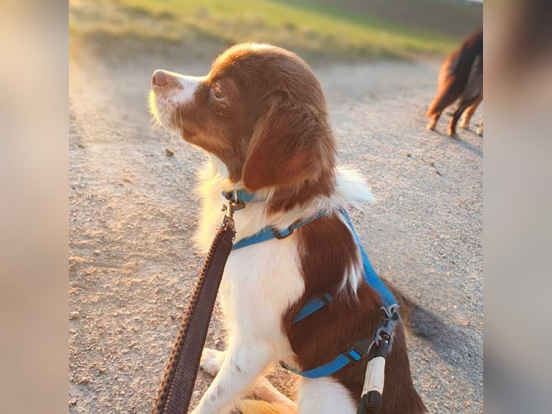 Tala - ist schüchtern