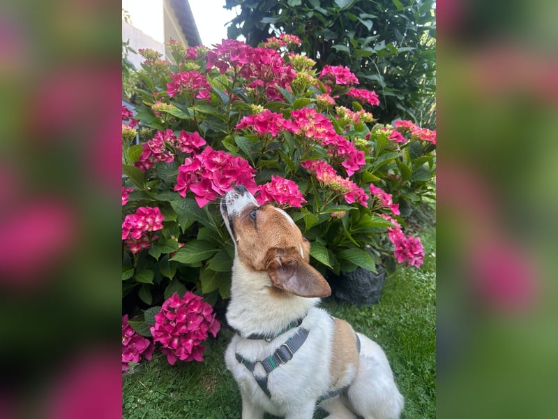 Karla - kleine Prinzessin sucht Körbchen