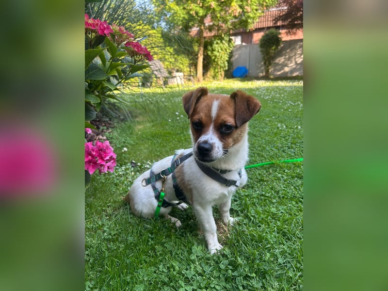 Karla - kleine Prinzessin sucht Körbchen