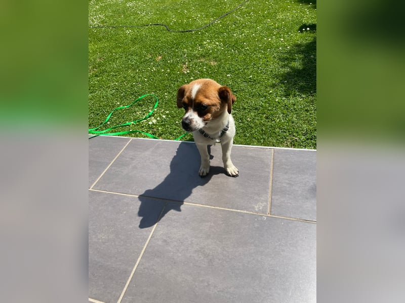 Karla - kleine Prinzessin sucht Körbchen