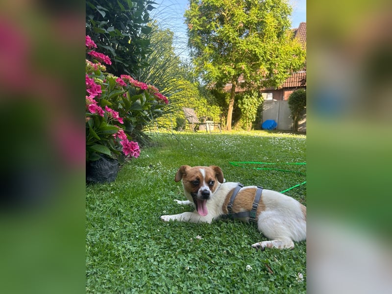 Karla - kleine Prinzessin sucht Körbchen