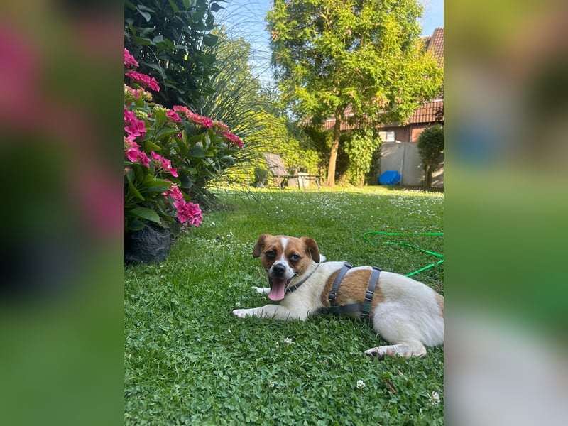 Karla - kleine Prinzessin sucht Körbchen