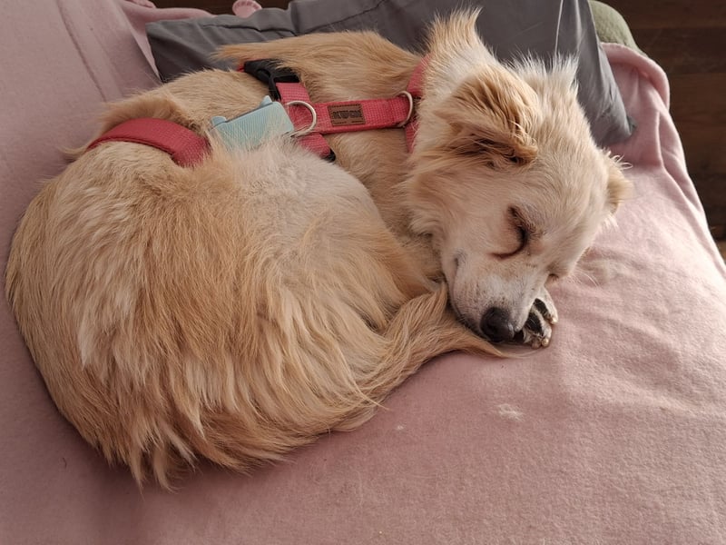 Suche für meine kleine Vicky schweren Herzens ein neues Zuhause