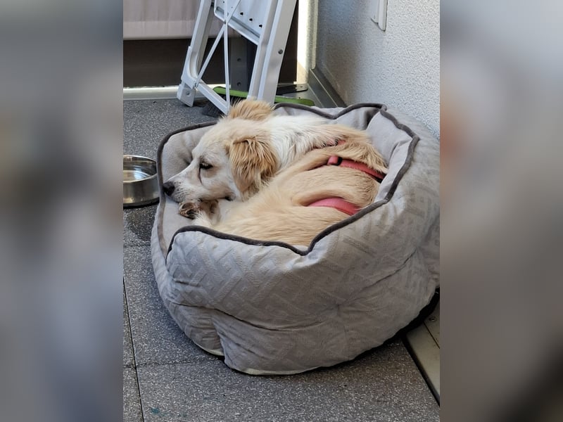Suche für meine kleine Vicky schweren Herzens ein neues Zuhause