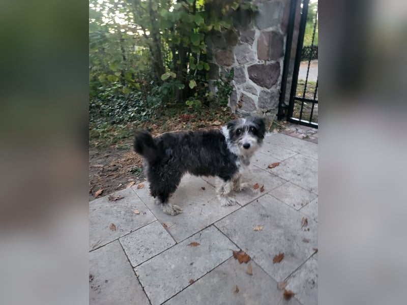 Anhängliche Schmusebacke Bella