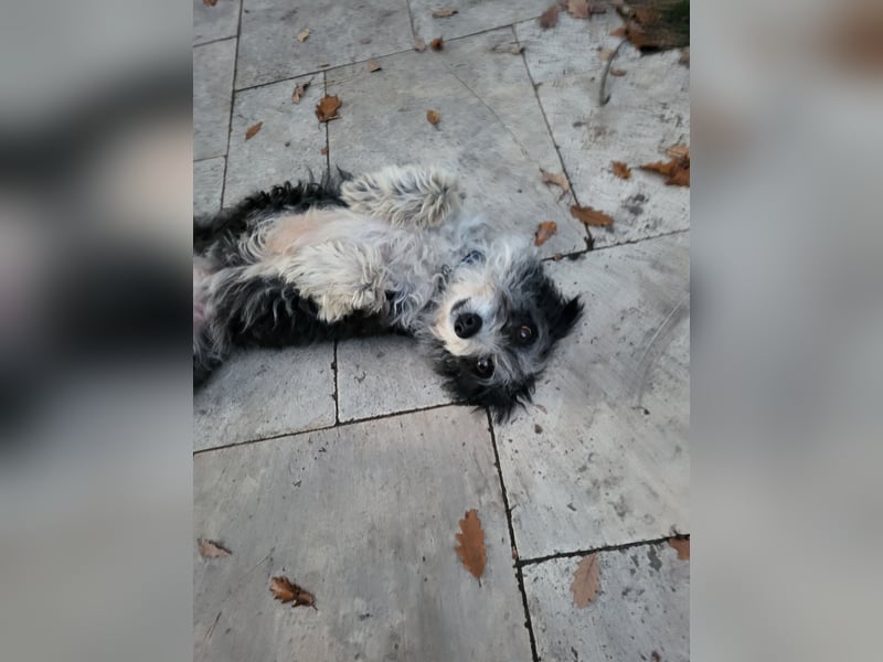 Anhängliche Schmusebacke Bella
