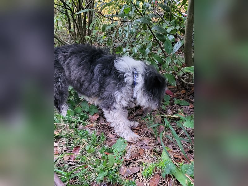 Anhängliche Schmusebacke Bella