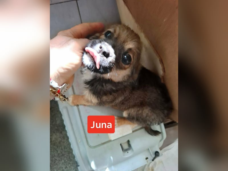 Wer hat Lust auf einen Welpen