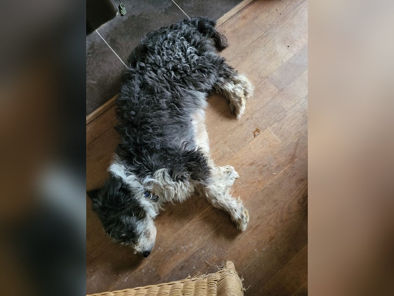 Anhängliche Schmusebacke Bella