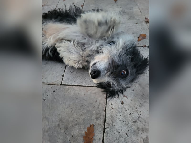 Anhängliche Schmusebacke Bella