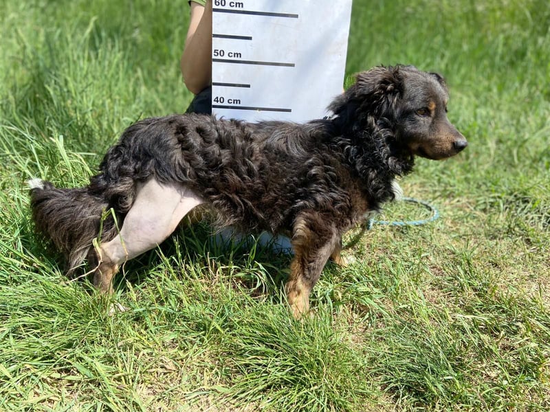 Hübscher kleiner Cocker ähnl. Hundeprinz, ca. 2 J., 35 cm, kastriert