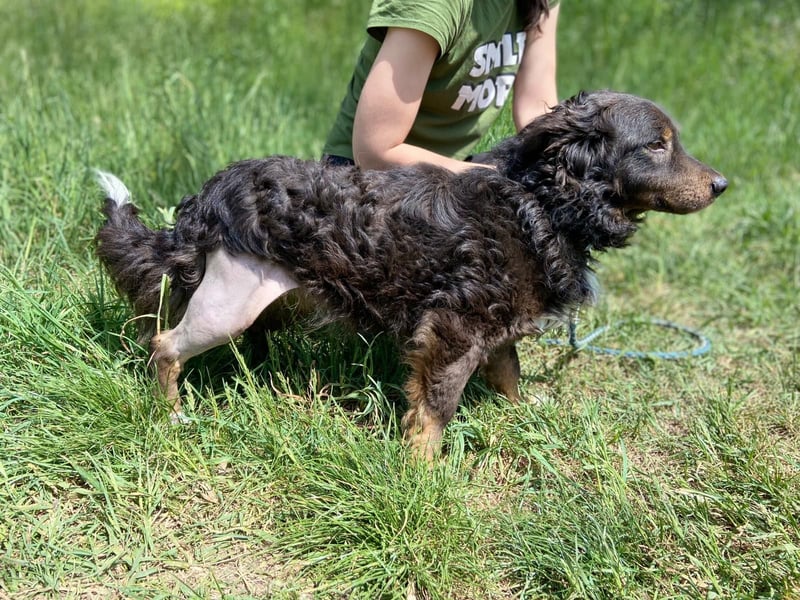 Hübscher kleiner Cocker ähnl. Hundeprinz, ca. 2 J., 35 cm, kastriert