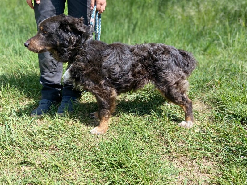 Hübscher kleiner Cocker ähnl. Hundeprinz, ca. 2 J., 35 cm, kastriert