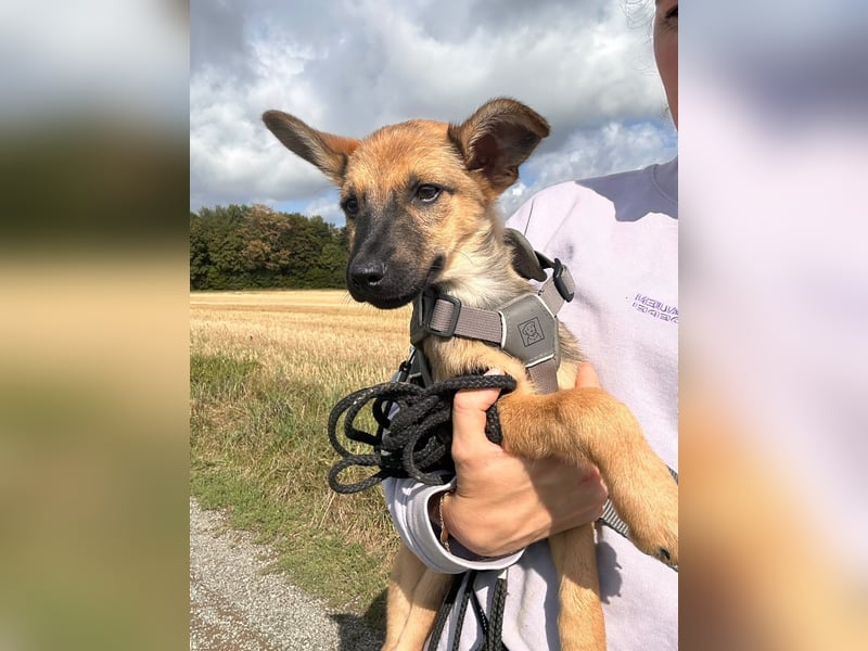 Kleinbleibendes Hundekind, 4Mon., kinderlieb, rundum lieb