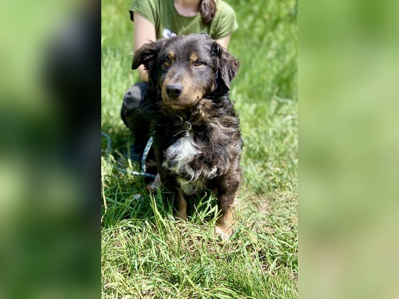 Hübscher kleiner Cocker ähnl. Hundeprinz, ca. 2 J., 35 cm, kastriert