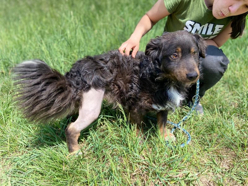 Hübscher kleiner Cocker ähnl. Hundeprinz, ca. 2 J., 35 cm, kastriert