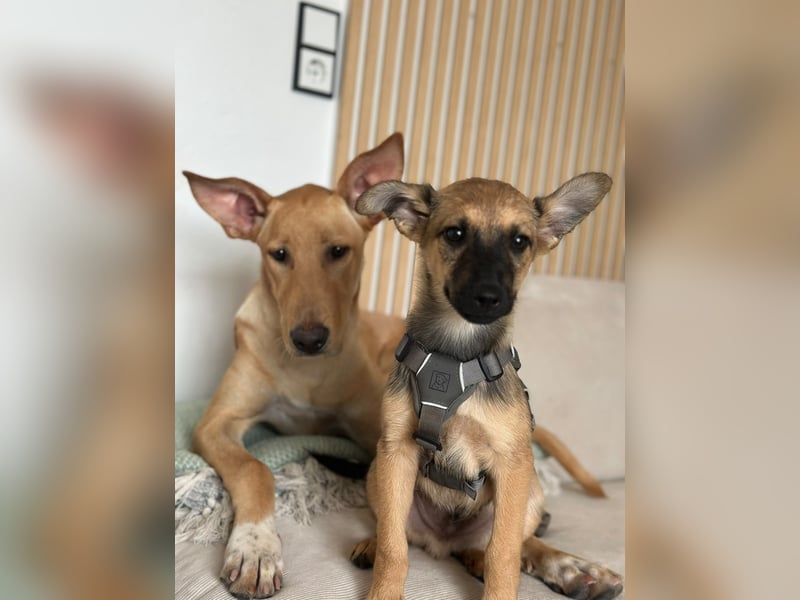 Kleinbleibendes Hundekind, 4Mon., kinderlieb, rundum lieb