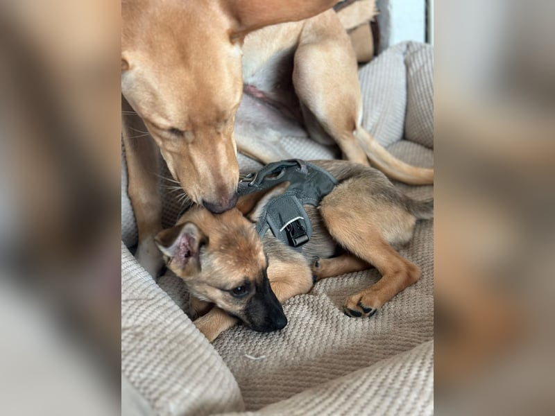 Kleinbleibendes Hundekind, 4Mon., kinderlieb, rundum lieb