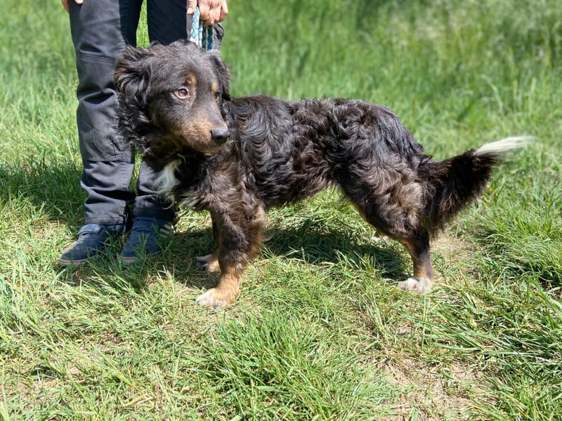 Hübscher kleiner Cocker ähnl. Hundeprinz, ca. 2 J., 35 cm, kastriert