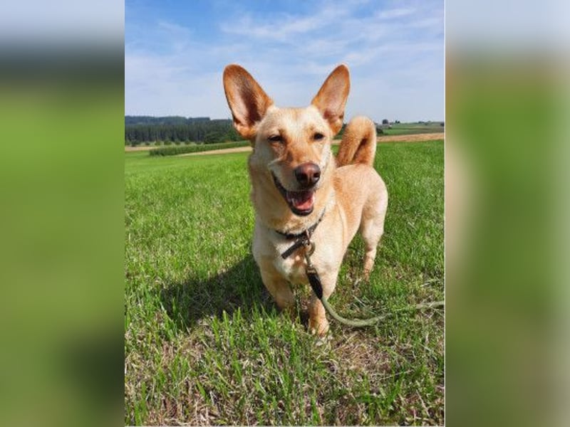 ALAN - Energiegeladener Wirbelwind mit Köpfchen und Charakter