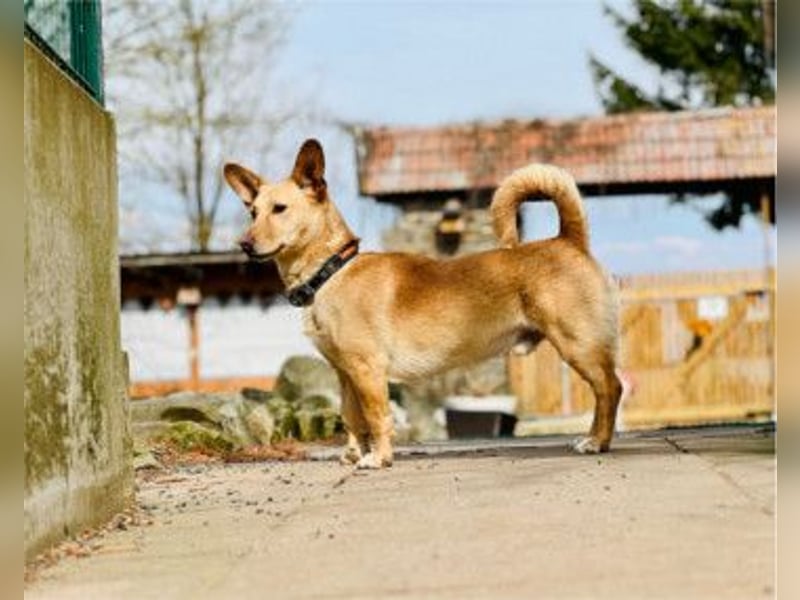 ALAN - Energiegeladener Wirbelwind mit Köpfchen und Charakter
