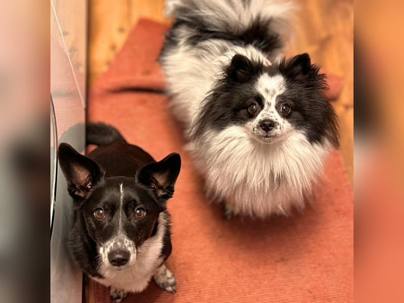 Zoe - ist kommunikativ