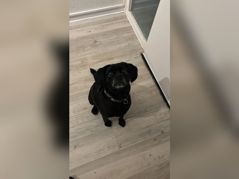 Cocker Spaniel-Mops-Mix Dame Layla sucht ein neues Zuhause
