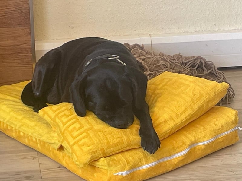 Cocker Spaniel-Mops-Mix Dame Layla sucht ein neues Zuhause