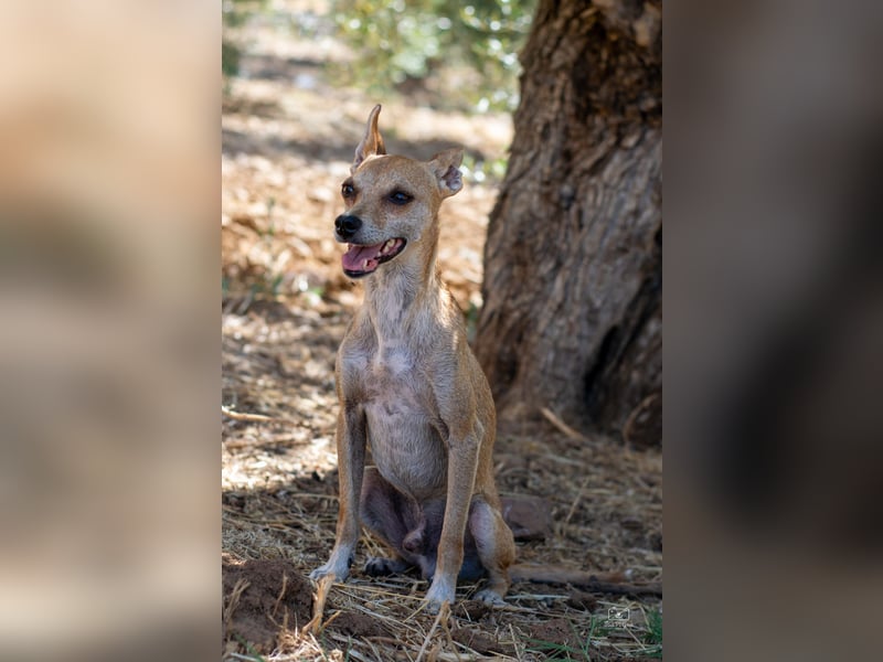 Diddi – kleiner Charakterhund mit großem Bedürfnis nach Ruhe und Nähe