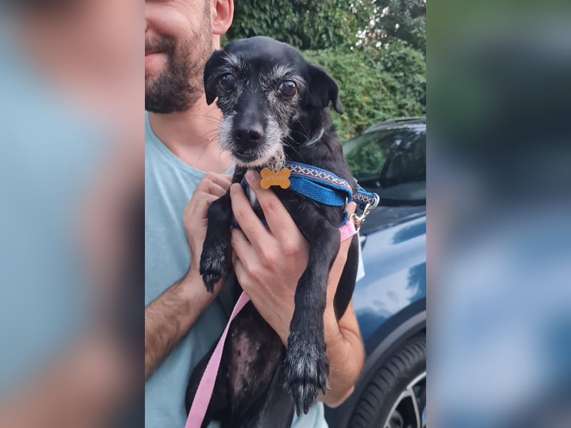 Paca - graue Schnute sucht jemanden für Streicheleinheiten Paca - graue Schnute sucht jemanden für Streicheleinheiten