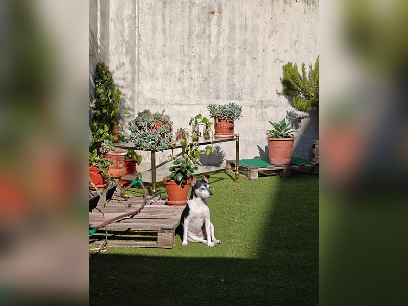 Quenepo - Seniorenrüde sucht ruhigen Altersruhesitz Quenepo - Seniorenrüde sucht ruhigen Altersruhesitz