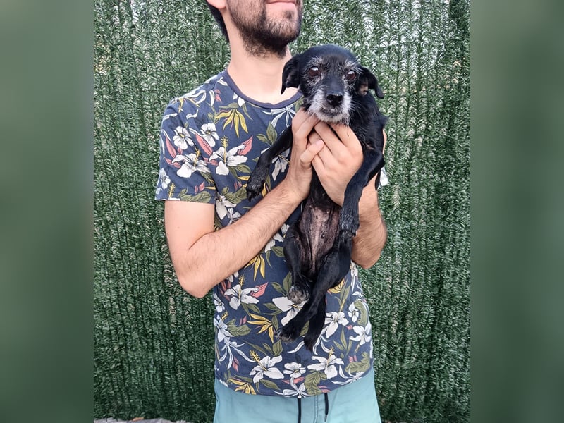 Paca - graue Schnute sucht jemanden für Streicheleinheiten Paca - graue Schnute sucht jemanden für Streicheleinheiten