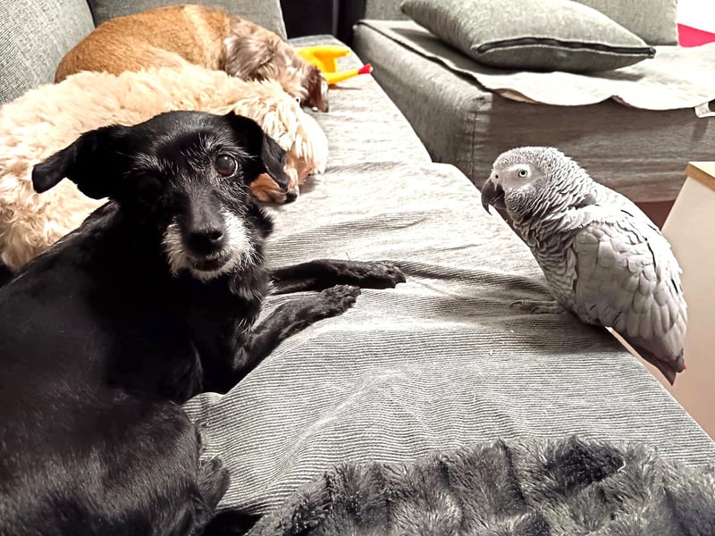 Paca - graue Schnute sucht jemanden für Streicheleinheiten Paca - graue Schnute sucht jemanden für Streicheleinheiten